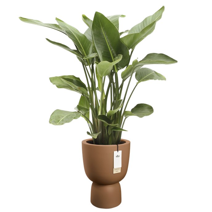 amber coupe round 41cm caramello